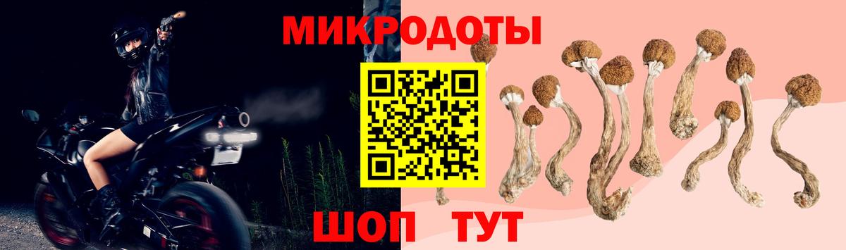 Гай  Псилоцибиновые грибы Psilocybine cubensis  Вход с VPN 